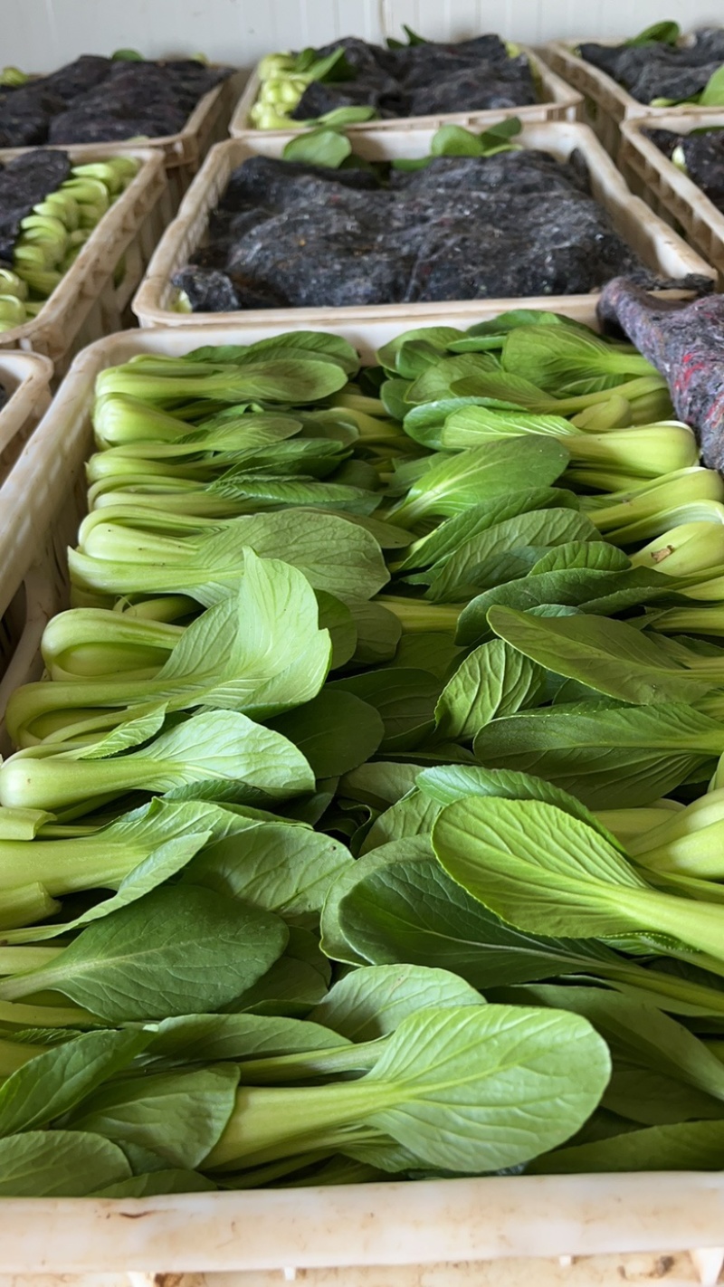 上海清小油菜