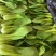 上海清小油菜