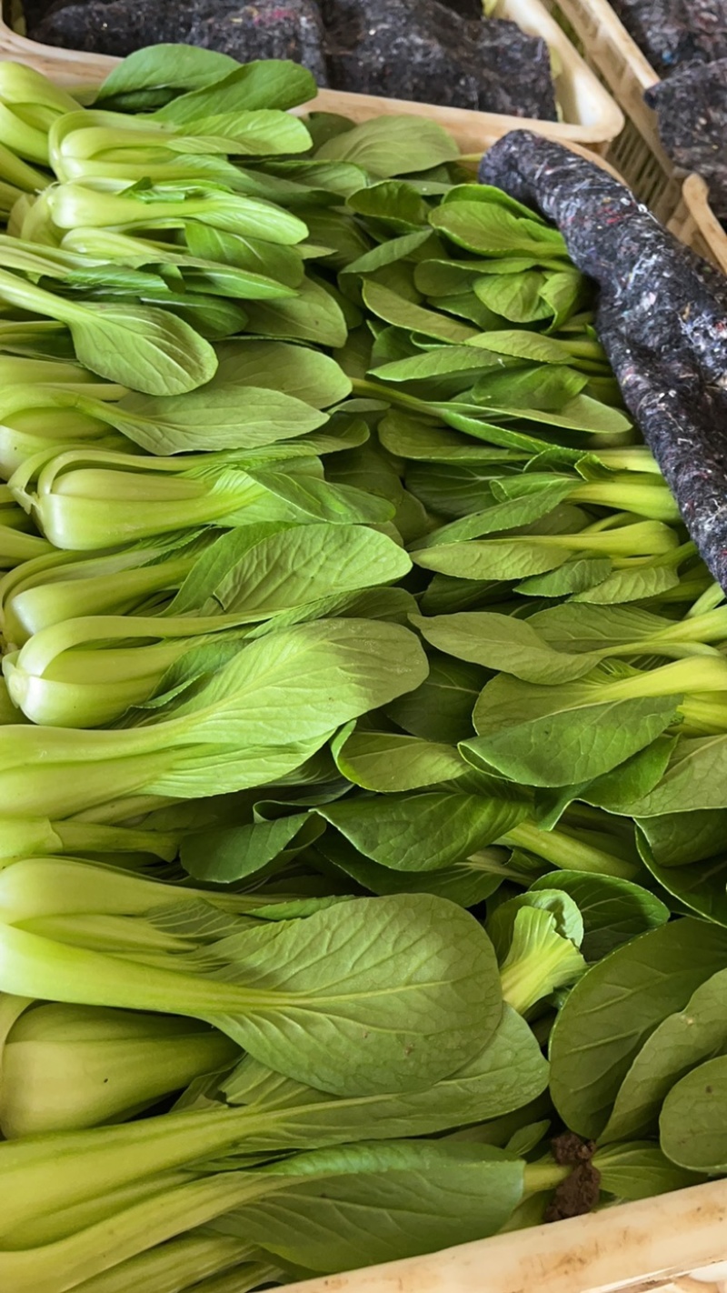 上海清小油菜
