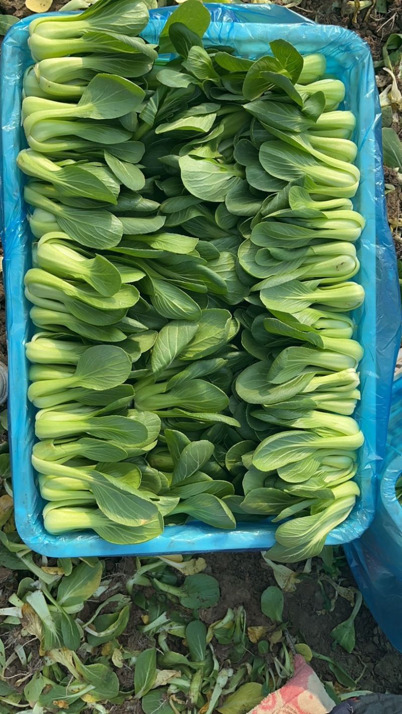 上海清小油菜