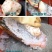 【工厂】四川贵州正宗新鲜魔芋豆腐现做现发整箱包邮
