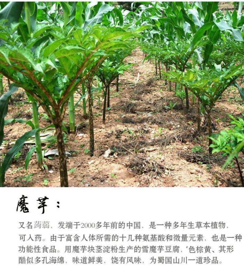 【工厂】四川贵州正宗新鲜魔芋豆腐现做现发整箱包邮