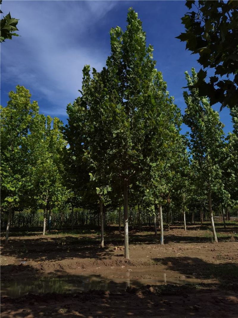 河北法桐8-9-10-12公分法桐厂家批发种植基地