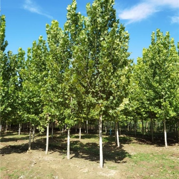 河北法桐8-9-10-12公分法桐厂家批发种植基地