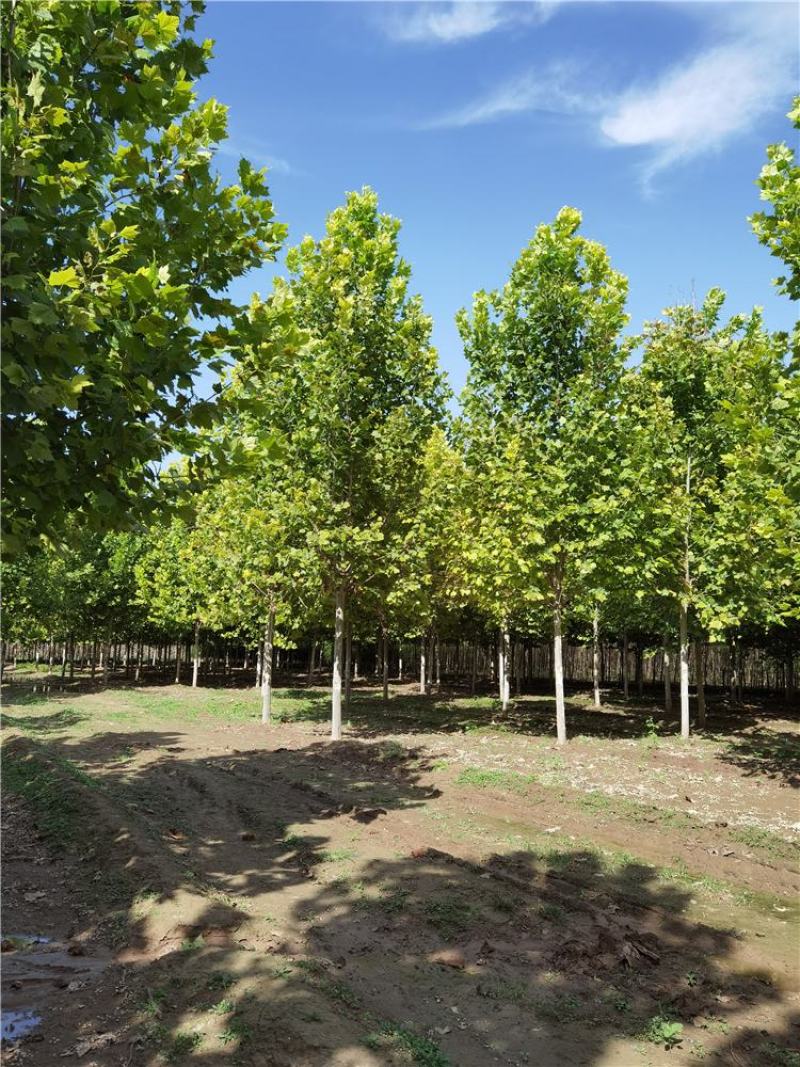河北法桐8-9-10-12公分法桐厂家批发种植基地