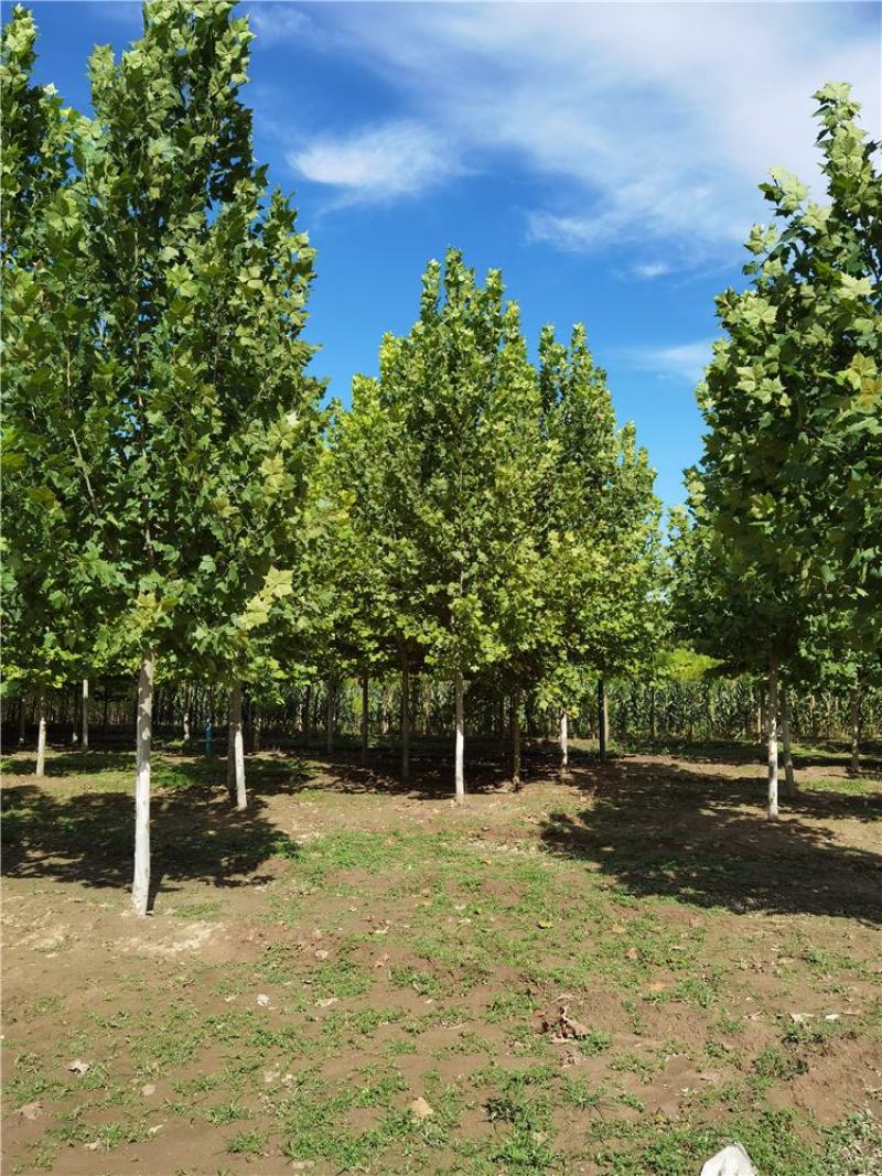 河北法桐8-9-10-12公分法桐厂家批发种植基地