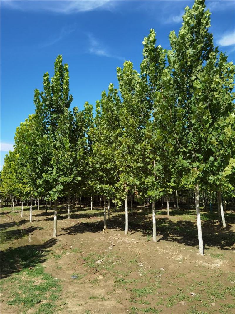 河北法桐8-9-10-12公分法桐厂家批发种植基地