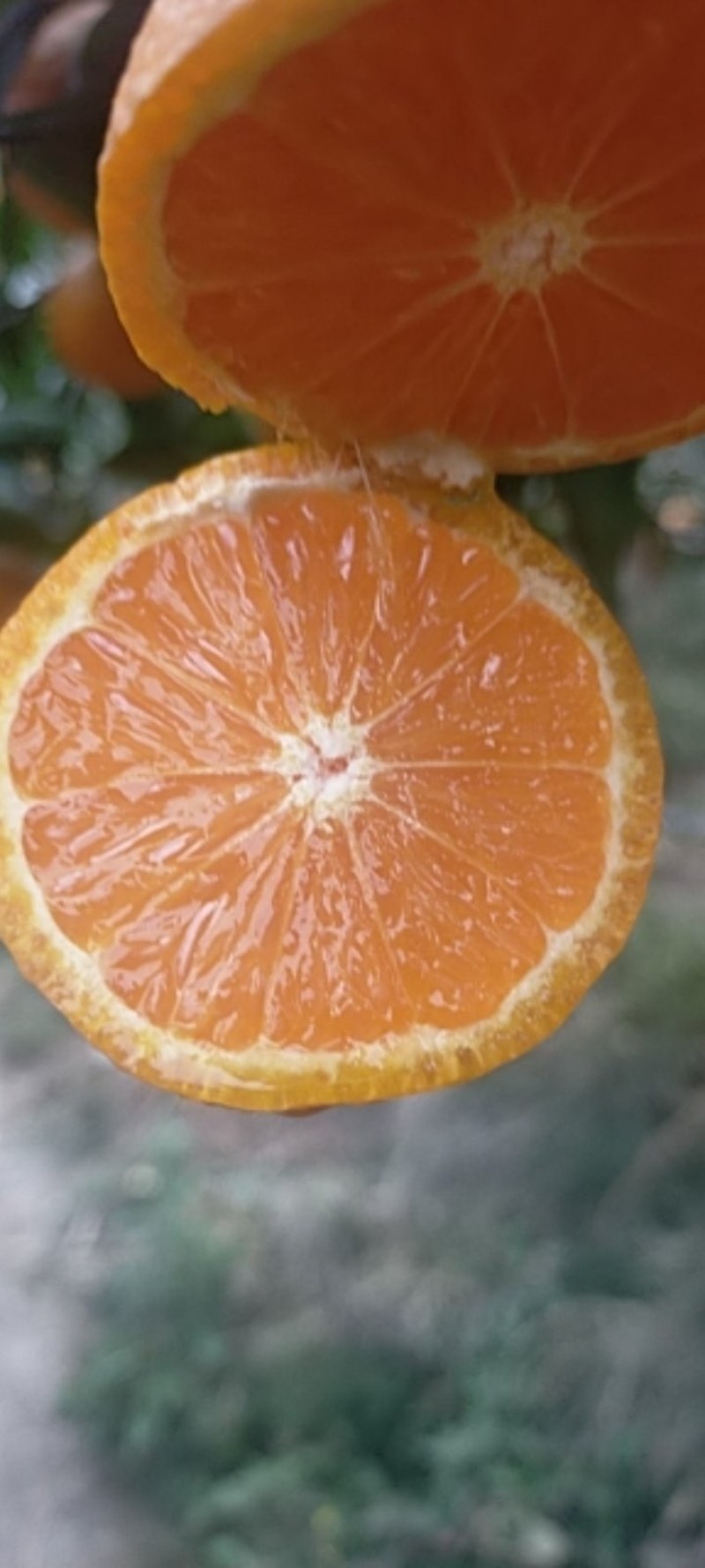 黄果柑