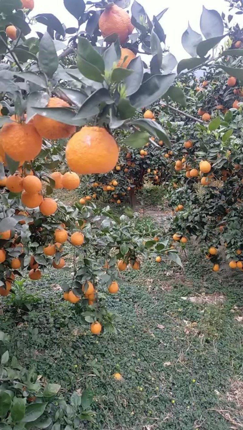 黄果柑