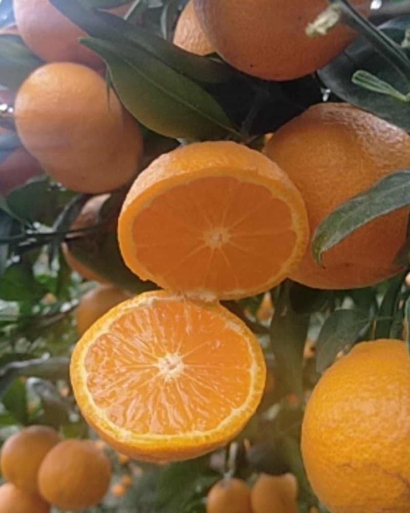 黄果柑