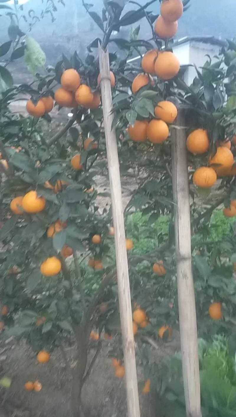 黄果柑