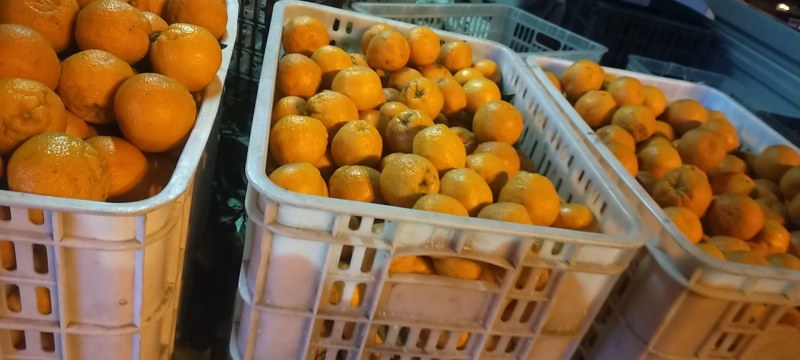 黄果柑