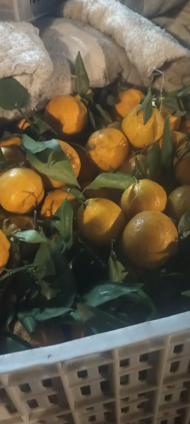 黄果柑