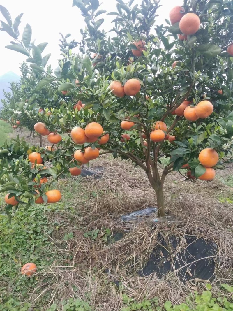 广西灵山茂谷柑60起纯甜多汁大基地大量有货