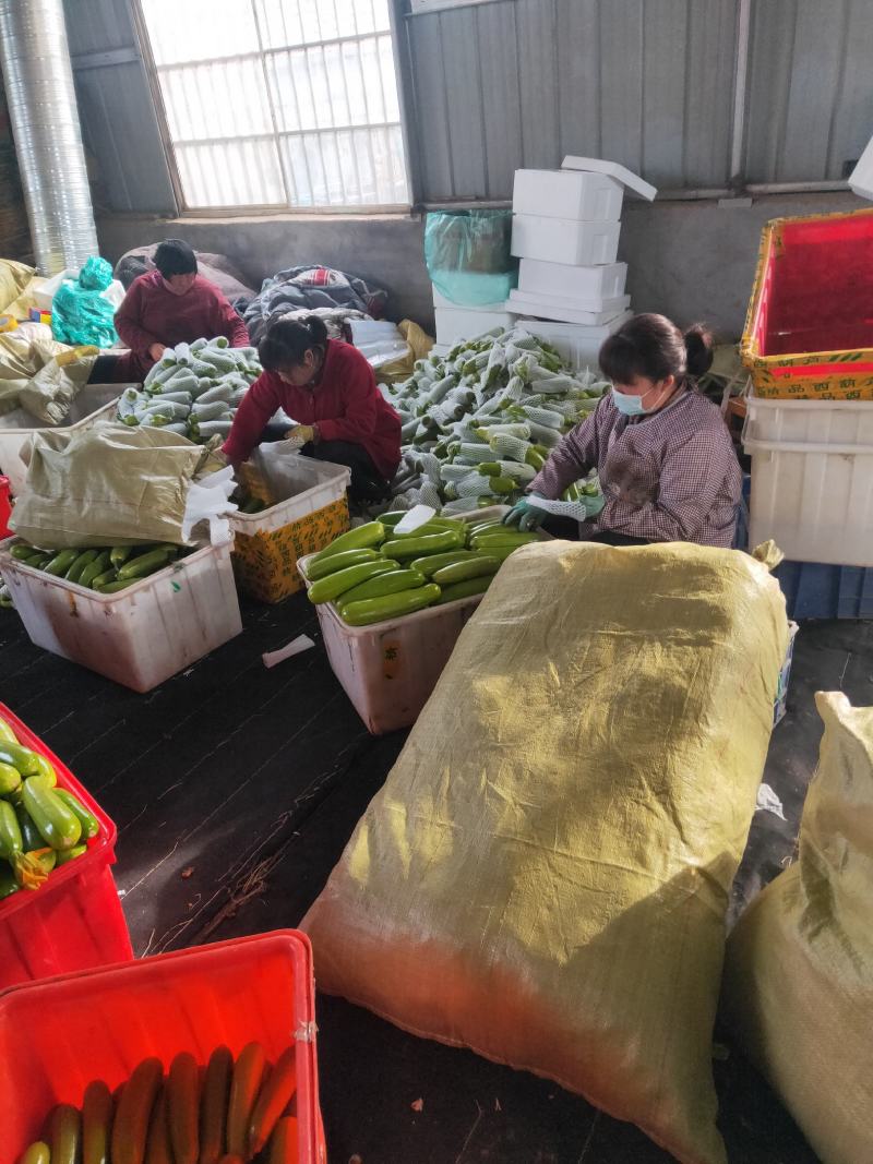 【推荐】山东精品西葫芦大量上市电商市场超市欢迎来电咨询