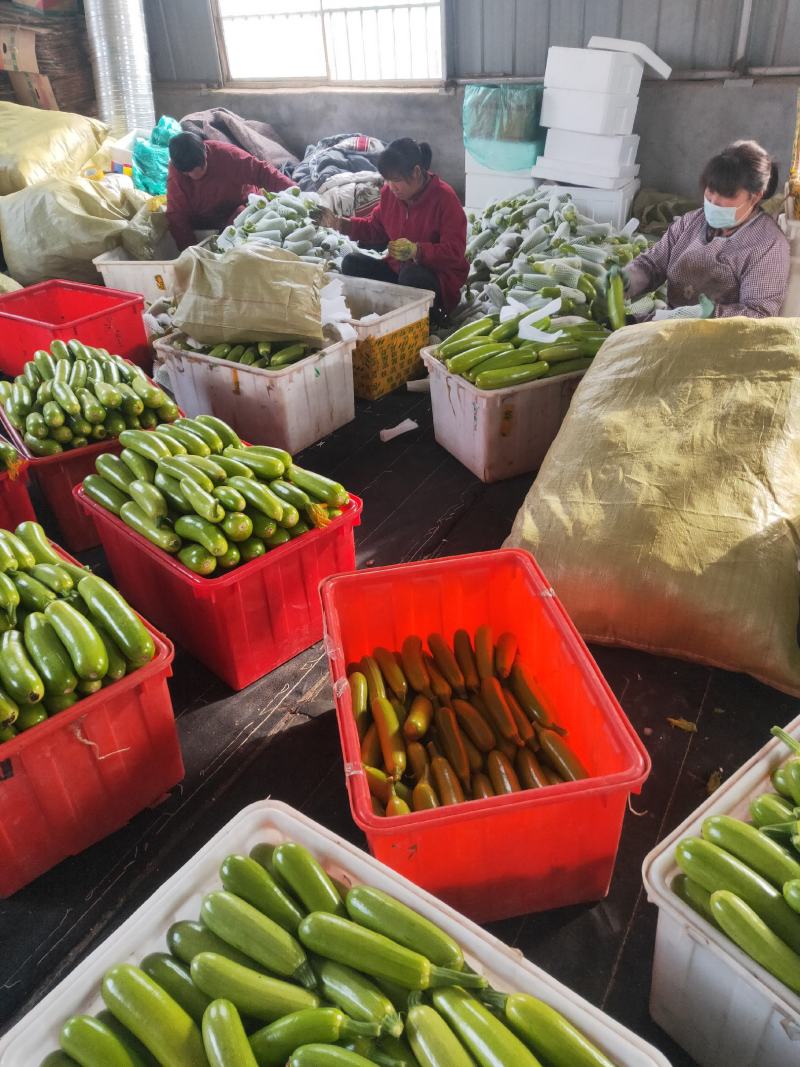 【推荐】山东精品西葫芦大量上市电商市场超市欢迎来电咨询