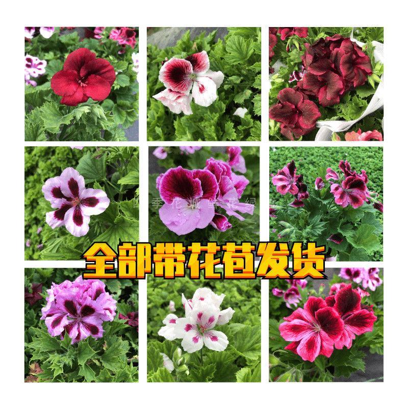 重瓣天竺葵盆栽花卉夏日玫瑰五彩花朵四季开