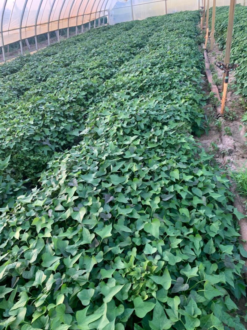 徐薯苗徐薯红薯苗徐薯32红薯苗徐薯50红薯苗地瓜苗