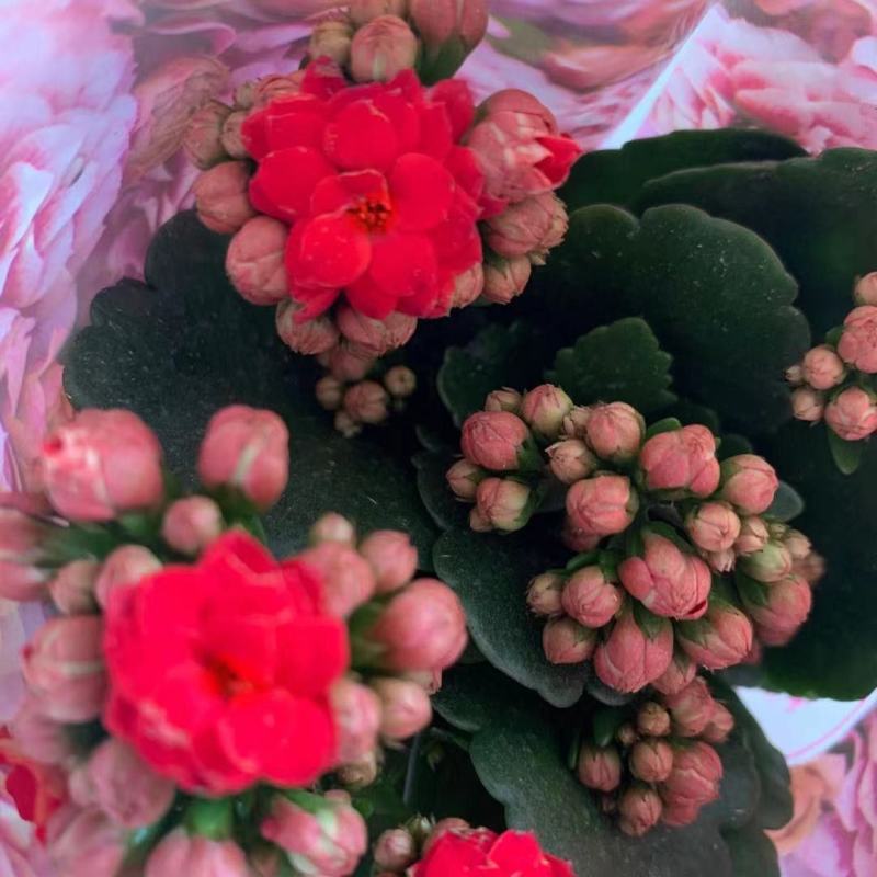 长寿花盆栽重瓣花苗带花苞大花植物室内绿植四季开花长寿花卉