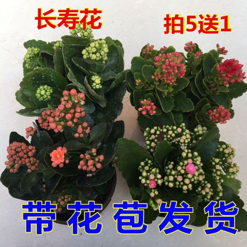 长寿花盆栽重瓣花苗带花苞大花植物室内绿植四季开花长寿花卉