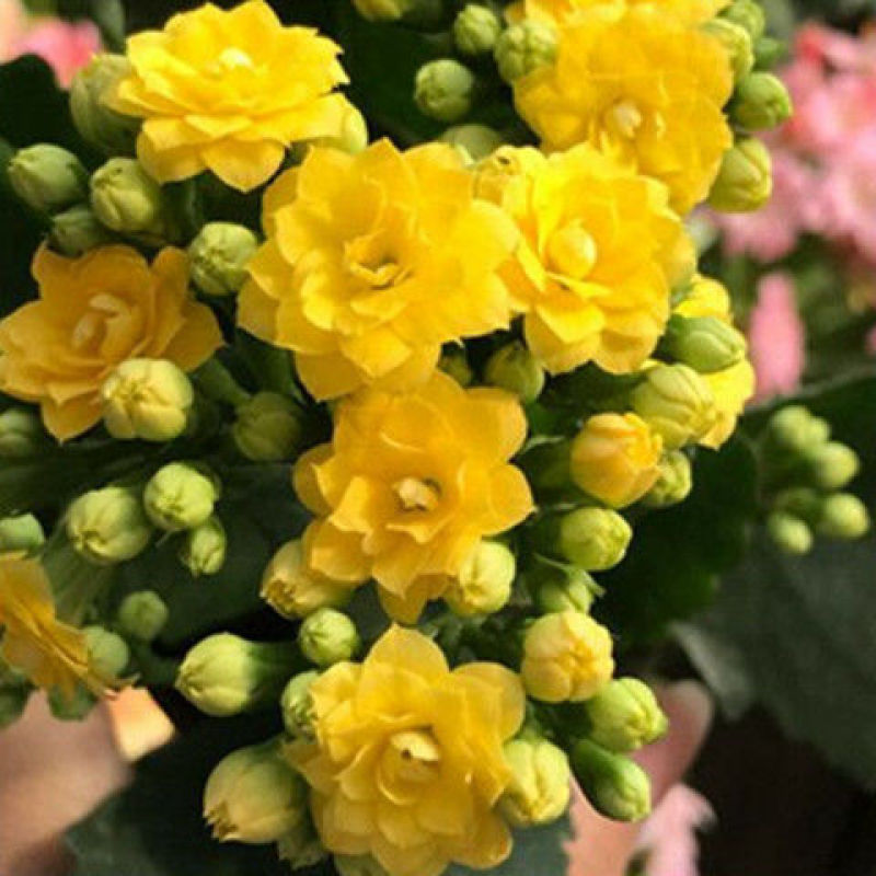 长寿花盆栽重瓣花苗带花苞大花植物室内绿植四季开花长寿花卉