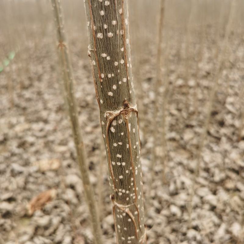 107速生杨树苗，无絮杨，现挖现发，五百亩杨树苗种植基地