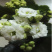 长寿花盆栽重瓣花苗带花苞大花植物室内绿植四季开花长寿花卉