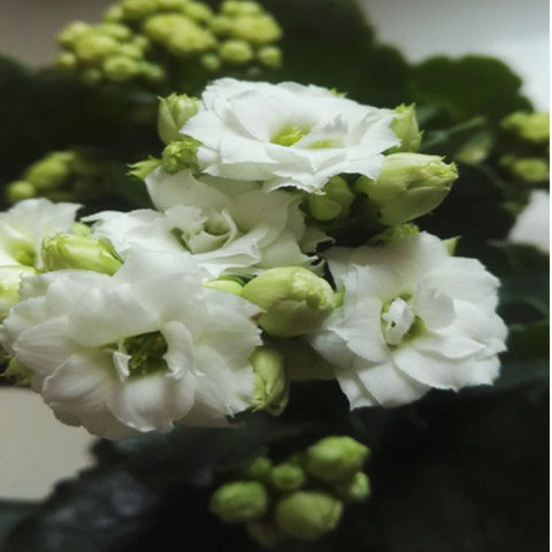长寿花盆栽重瓣花苗带花苞大花植物室内绿植四季开花长寿花卉