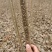 107速生杨树苗，无絮杨，现挖现发，五百亩杨树苗种植基地