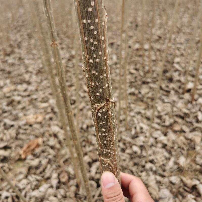 107速生杨树苗，无絮杨，现挖现发，五百亩杨树苗种植基地