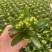 长寿花盆栽重瓣花苗带花苞大花植物室内绿植四季开花长寿花卉