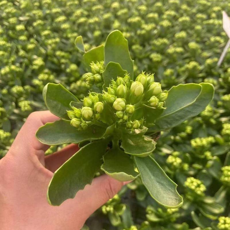 长寿花盆栽重瓣花苗带花苞大花植物室内绿植四季开花长寿花卉