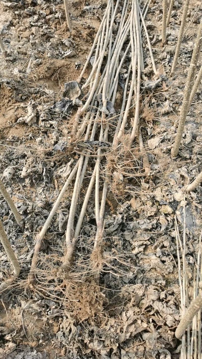 107速生杨树苗，无絮杨，现挖现发，五百亩杨树苗种植基地