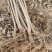 107速生杨树苗，无絮杨，现挖现发，五百亩杨树苗种植基地