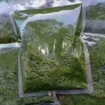 颗粒状韭菜花10吨现货，支持一件样品发货，锡盟直发