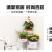 小款环保塑料花盆大号加厚厂家批发特价清仓绿萝盆栽培绿植