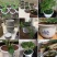 中款花盆塑料仿陶瓷厂家直销特价清仓零售特大号绿萝植物托盘