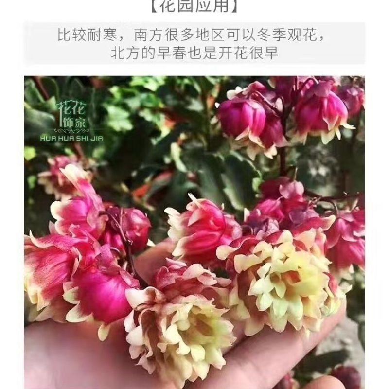 重瓣宫灯长寿花盆栽花苗室内外净化空气花卉