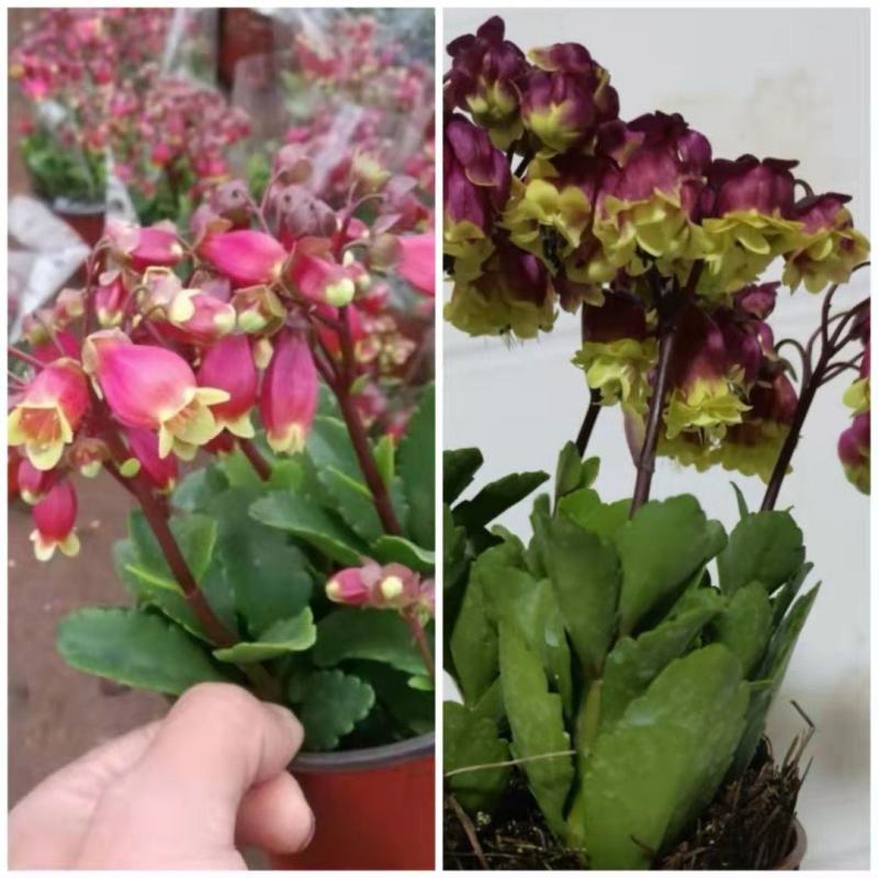 重瓣宫灯长寿花盆栽花苗室内外净化空气花卉