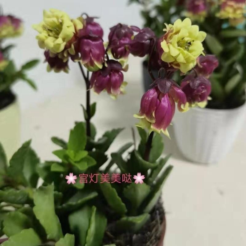 重瓣宫灯长寿花盆栽花苗室内外净化空气花卉