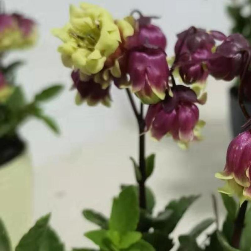 重瓣宫灯长寿花盆栽花苗室内外净化空气花卉