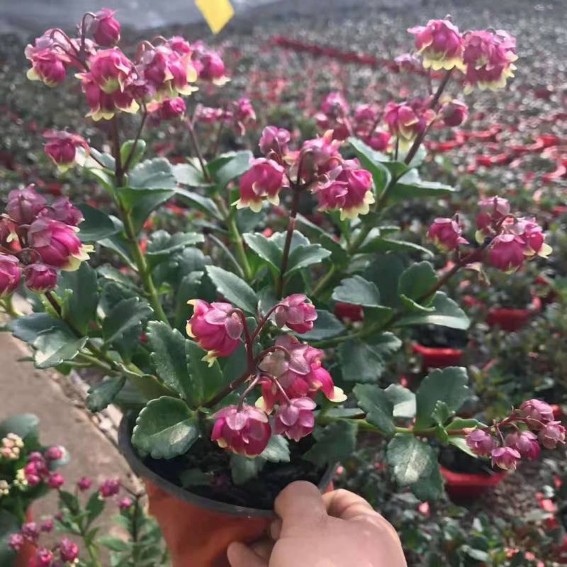 重瓣宫灯长寿花盆栽花苗室内外净化空气花卉