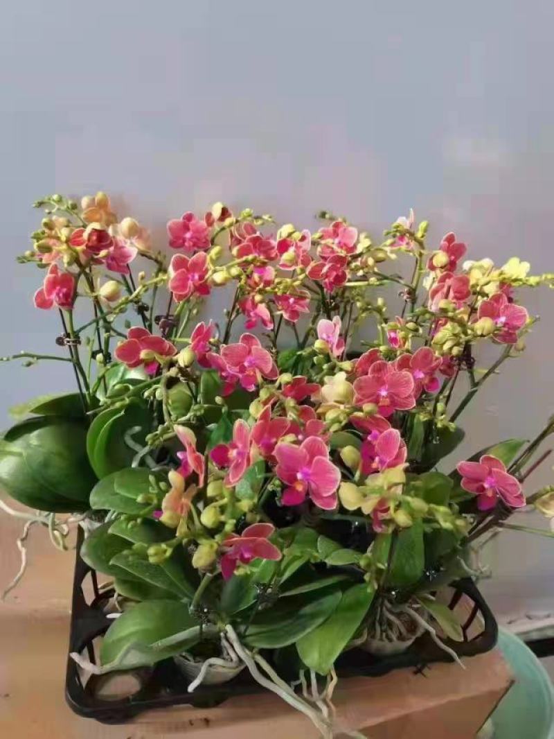 香红花双梗寸3A级寸品质很很棒蝴蝶兰