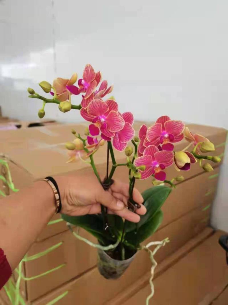 香红花双梗寸3A级寸品质很很棒蝴蝶兰