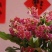 香红花双梗寸3A级寸品质很很棒蝴蝶兰