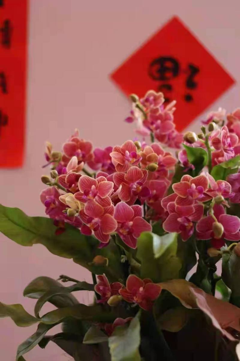 香红花双梗寸3A级寸品质很很棒蝴蝶兰
