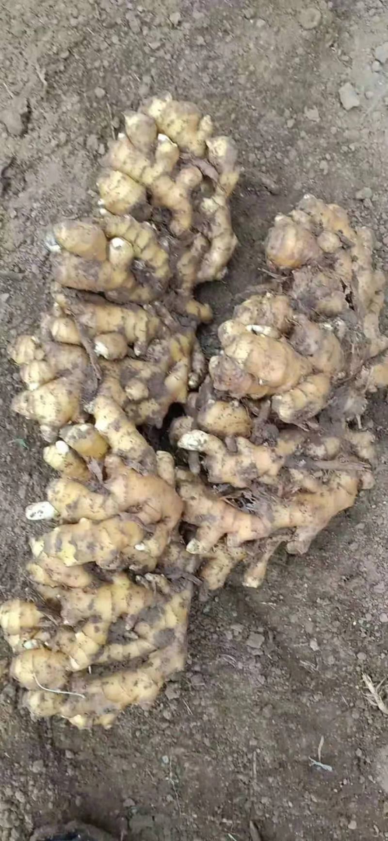 山东生姜小黄姜优质小黄姜产地直发量大质优