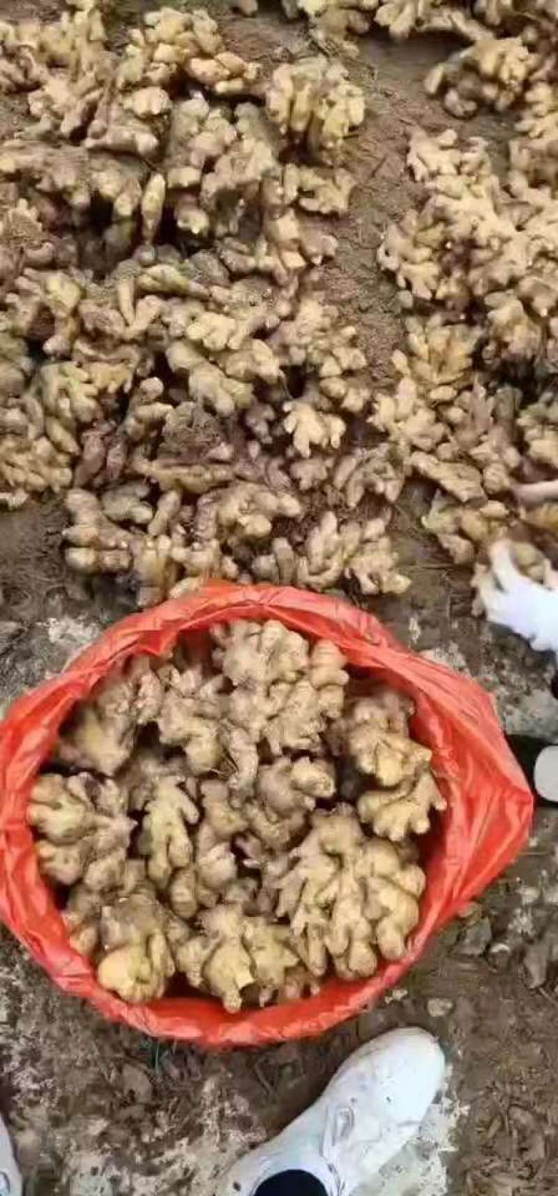 山东生姜小黄姜优质小黄姜产地直发量大质优