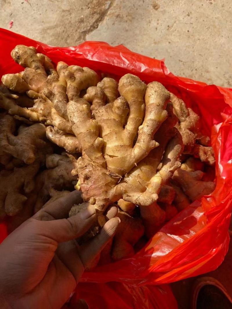 山东生姜小黄姜优质小黄姜产地直发量大质优