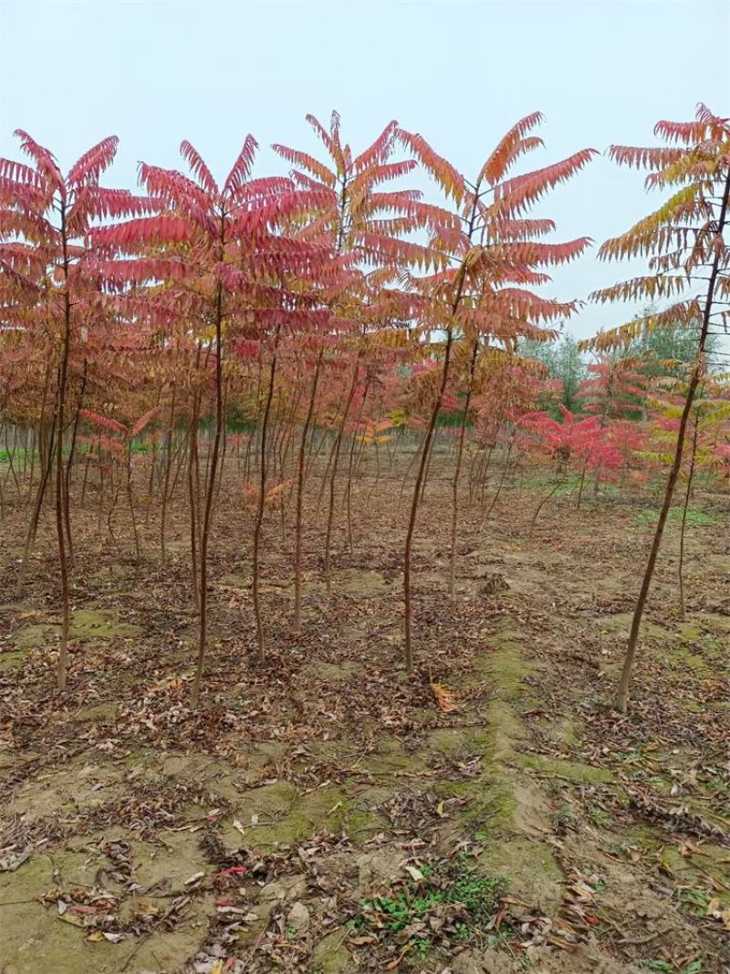 河北火炬树2-3-4-5公分火炬树批量直供